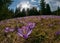 Magnificent sunset over mountain meadow with beautiful blooming purple crocuses