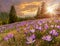 Magnificent sunset over mountain meadow with beautiful blooming purple crocuses