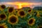 Magnificent sunset over sunflower field. Agriculture concept background