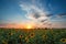 Magnificent sunset over sunflower field. Agriculture concept background