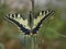 Magnificent swallowtail butterfly in the nature of Provence at Fontvieille in the Alpilles