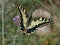 Magnificent swallowtail butterfly which forages a purple flower in the nature of Provence at Fontvieille in the Alpilles