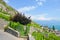 Magnificent terraced vineyards on slopes by Geneva Lake, Switzerland. Famous Lavaux wine region. Picturesque village Saint