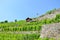 Magnificent terraced vineyards on slopes by Lake Geneva in famous Lavaux wine region, Switzerland. Green vineyard on a hill.