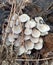 MAGNIFICENT TEXTURED MUSHROOM MIRACLES OF NATURE UNIQUE BEAUTY