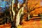 Magnificent trail near massive beech trees on a hillside of Canfaito forest in autumn