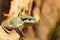 Magnificent tree frog Litoria splendida