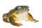 The magnificent tree frog or splendid tree frog on white background