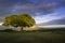 Magnificent tree and tents in a camping area in the Ngorongoro Conservation Area at sunset. Tanzania. Africa