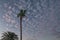 Magnificent tropical sunset with moon and sheep sky