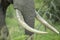 Magnificent tusks on a large elephant bull