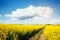 Magnificent views of the endless canola field on a sunny day. Beauty world