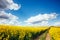 Magnificent views of the endless canola field on a sunny day. Beauty world