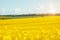 Magnificent views of the endless canola field on a sunny day. Beauty world