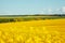 Magnificent views of the endless canola field on a sunny day. Beauty world