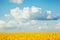 Magnificent views of the endless canola field on a sunny day. Beauty world