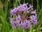 Magnificent violet blossom of the society garlic plant