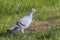 A magnificent white dove is looking for food in the park.