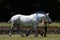 Magnificent White Draft Horse on show by anonymous handler