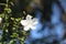 A magnificent white hibiscus with opened petals stood tall and incredible. Very attractive charming flower is all one need to see