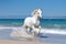 Magnificent white horse galloping freely on the beach. This artwork embodies the essence of grace, power, and untamed spirit. Ai