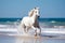 Magnificent white horse galloping freely on the beach. This artwork embodies the essence of grace, power, and untamed spirit. Ai