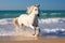 Magnificent white horse galloping freely on the beach. This artwork embodies the essence of grace, power, and untamed spirit. Ai