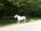 Magnificent white horse in a natural condition