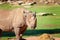 A Magnificent White Rhinoceros