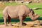 A Magnificent White Rhinoceros