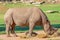 A Magnificent White Rhinoceros