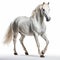 A magnificent white stallion galloping proudly, its long mane and sorrel liver flowing gracefully in the wind.