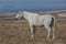 Magnificent Wild Horse Stallion