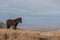 Magnificent Wild Horse Stallion