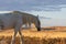 Magnificent Wild Horse Stallion at Sunset