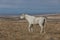 Magnificent Wild Horse Stallion in Utah