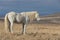 Magnificent Wild Horse Stallion in Utah