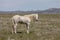 Magnificent Wild Horse Stallion in Utah