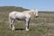 Magnificent Wild Horse Stallion in Utah