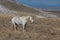 Magnificent Wild Horse Stallion in Utah in Winter