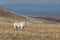 Magnificent Wild Horse Stallion in Winter