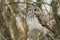 A magnificent wild hunting Short-eared Owl, Asio flammeus, perching on a fence post at the edge of grassland on a cold winters day