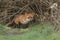 A magnificent wild Red Fox, Vulpes vulpes, emerging from its den at dusk to go hunting.