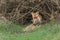 A magnificent wild Red Fox, Vulpes vulpes, emerging from its den at dusk to go hunting. It is poking out its tongue.