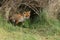 A magnificent wild Red Fox, Vulpes vulpes, emerging from its den to go hunting.