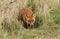 A magnificent wild Red Fox, Vulpes vulpes, hunting for food in a field.