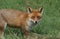 A magnificent wild Red Fox, Vulpes vulpes, hunting for food to eat in the long grass.