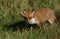 A magnificent wild Red Fox, Vulpes vulpes, hunting for food to eat in the long grass.