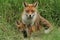 A magnificent wild Red Fox, Vulpes vulpes, standing in the long grass looking. Its cute cub can be seen lying down behind it.