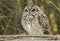 A magnificent wild Short-eared Owl, Asio flammeus, perching on branches in front of a wire fence at the edge of grassland on a col